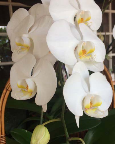 phalaenopsis, orchidée