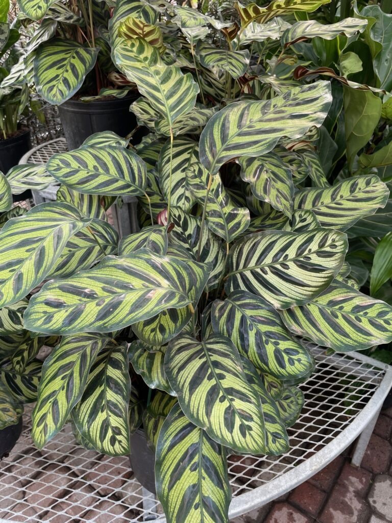 calathea makoyanna