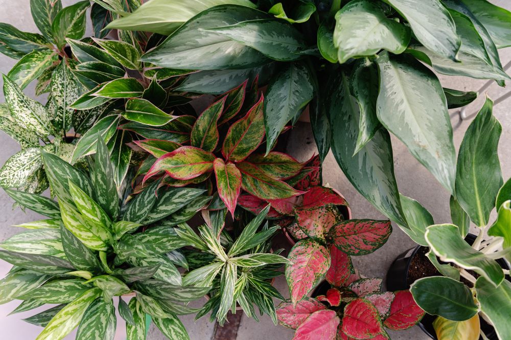 aglaonema