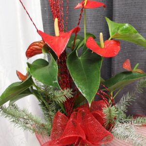 0 anthurium