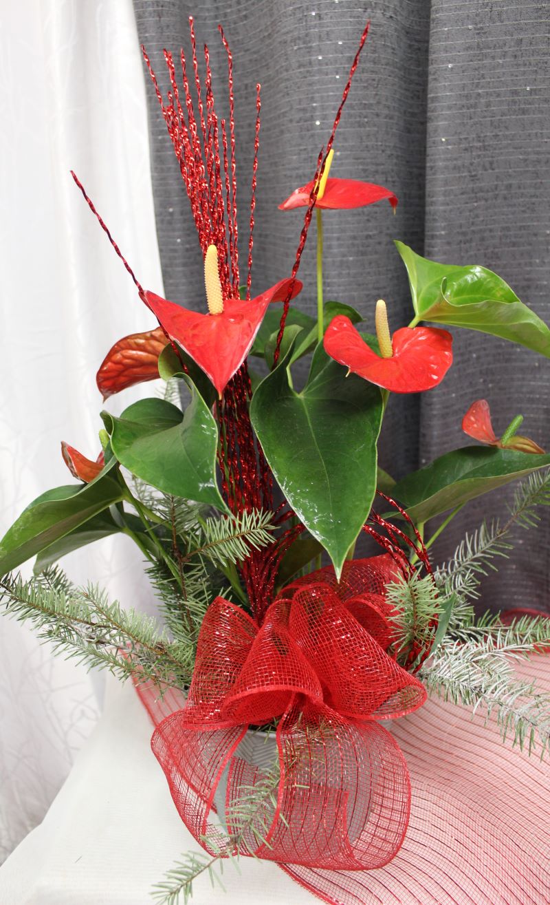 0 anthurium