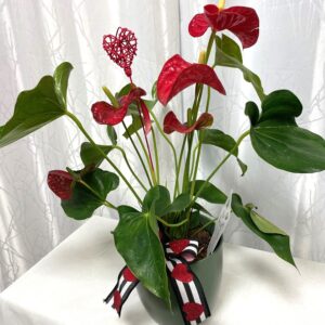 anthurium