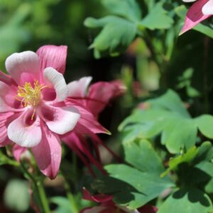 aquilegia