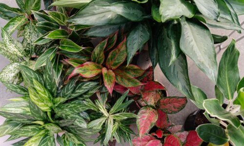 aglaonema