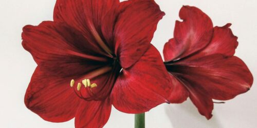 amaryllis