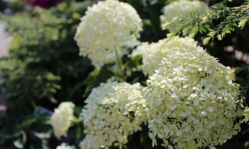 hydrangea arborescens