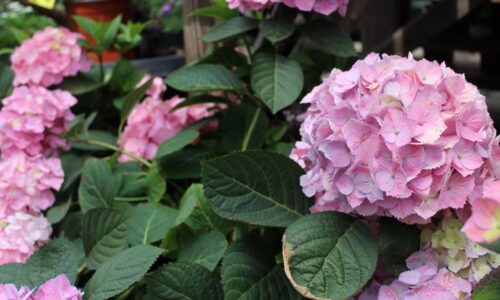 hydrangea macrophylla