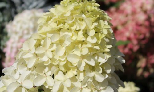 hydrangea paniculata