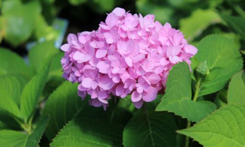 hydrangea1