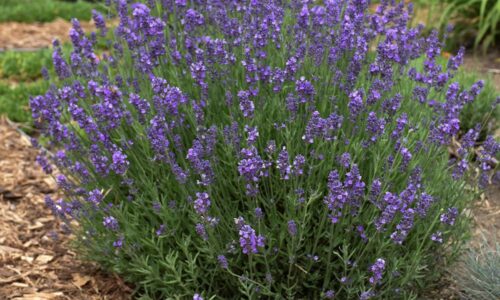 lavandula
