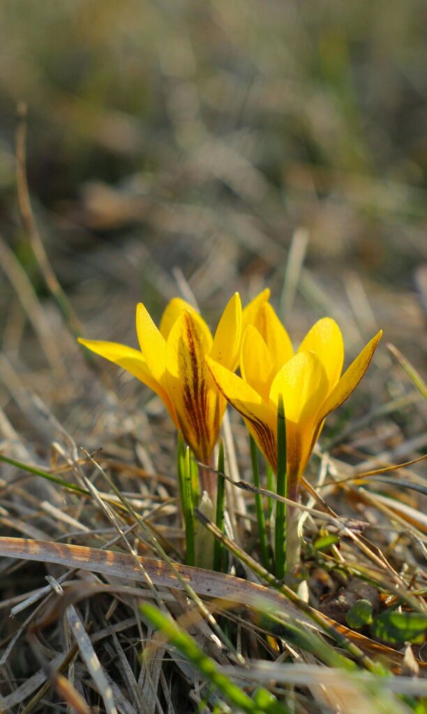 crocus