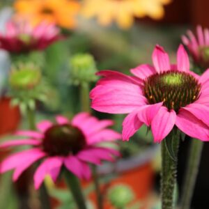 échinacea