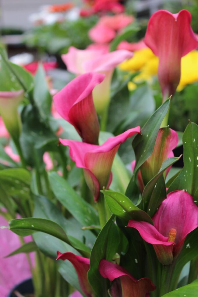 fleurs annuelle1