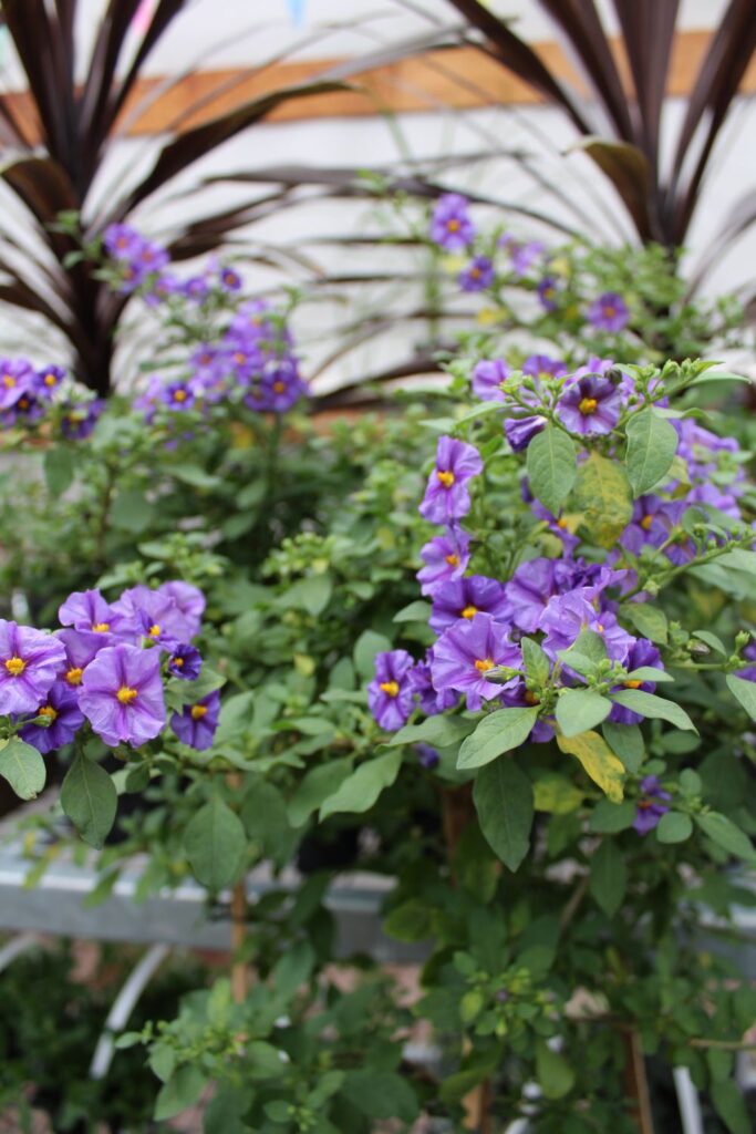 fleurs annuelles2