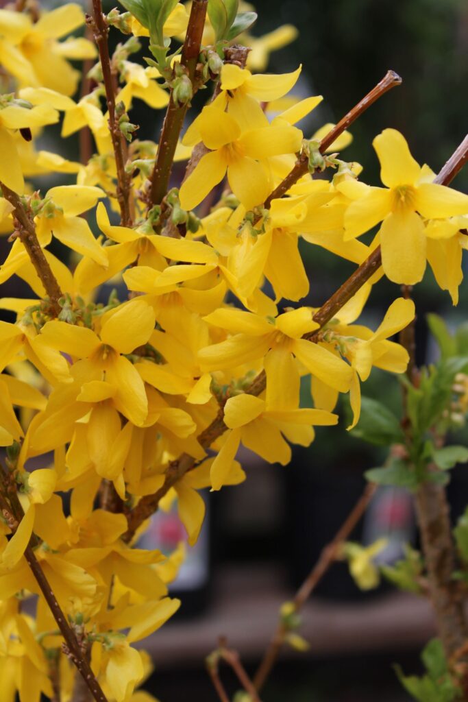 forsythia