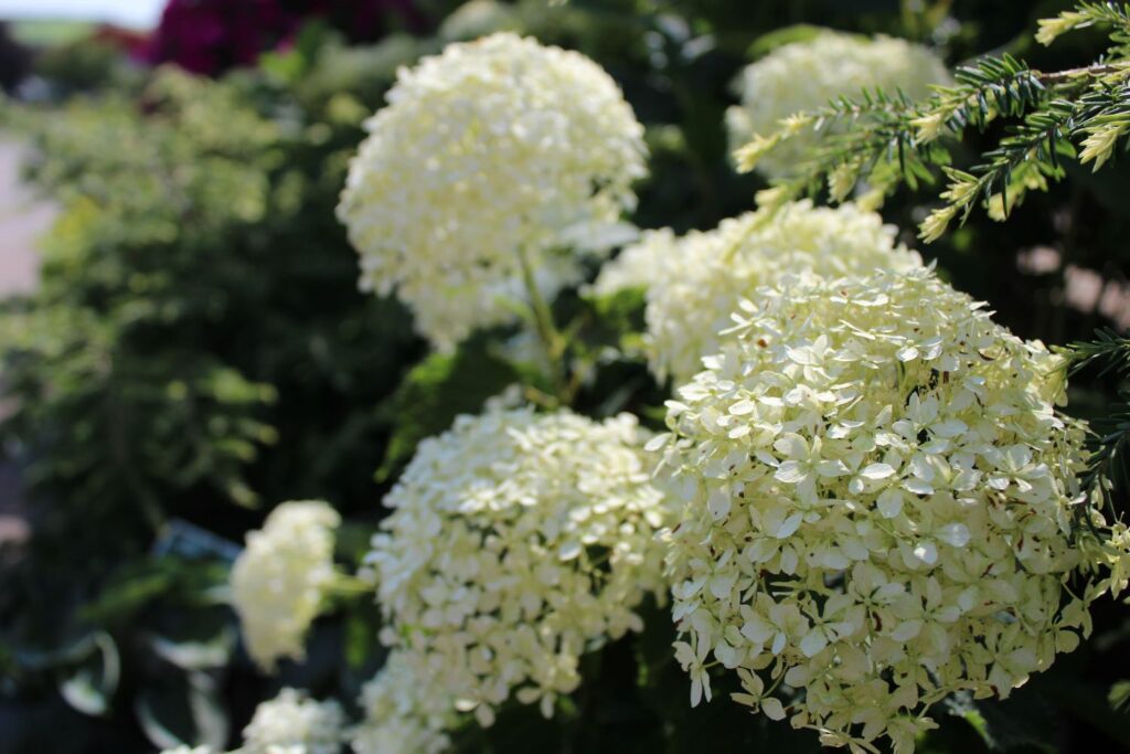 hydrangea arborescens