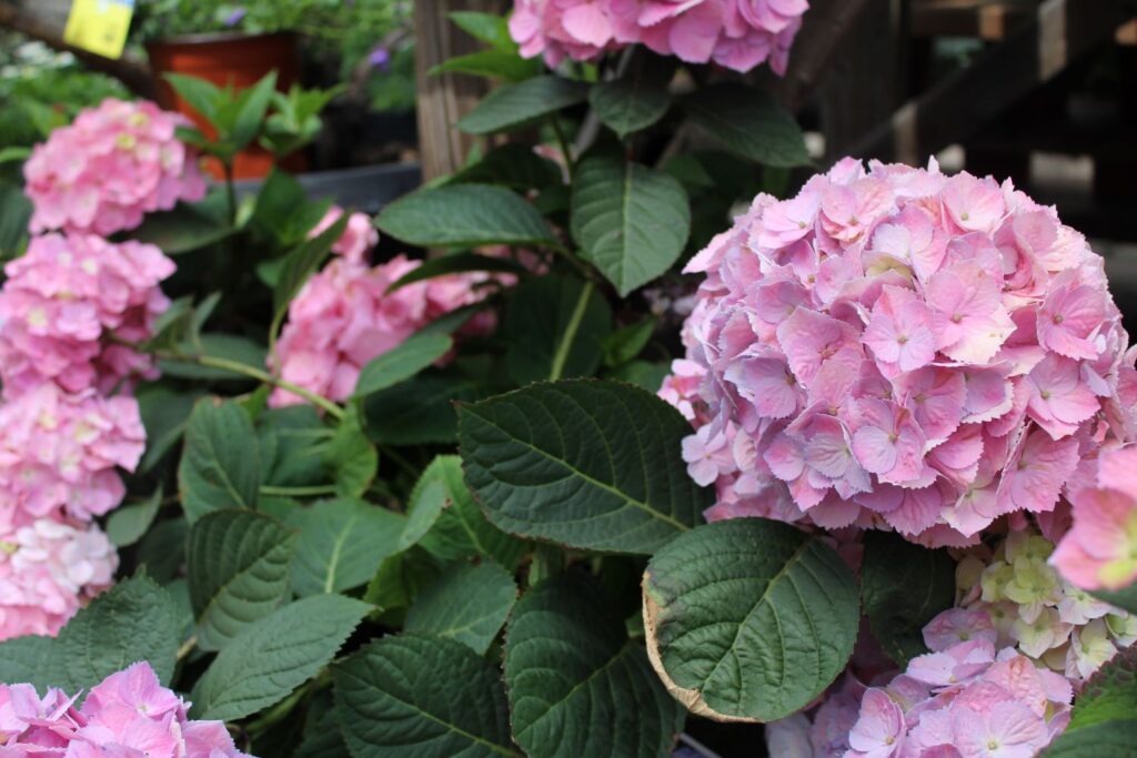 hydrangea macrophylla