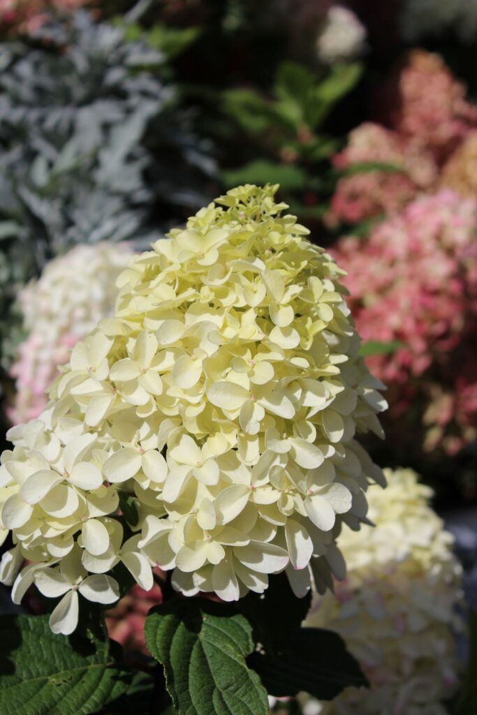 hydrangea paniculata