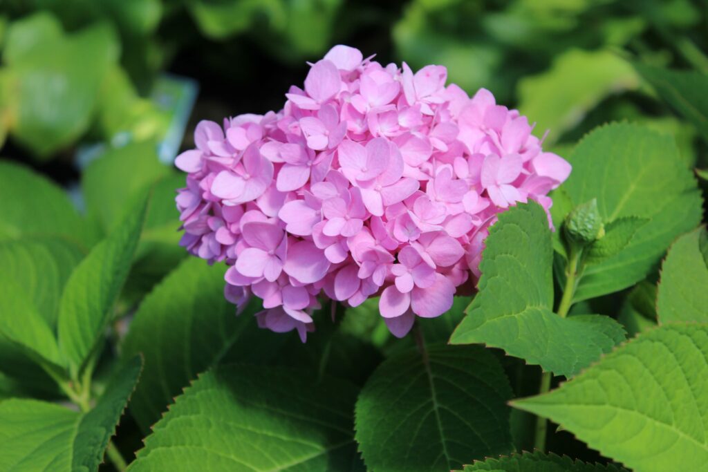 hydrangea1