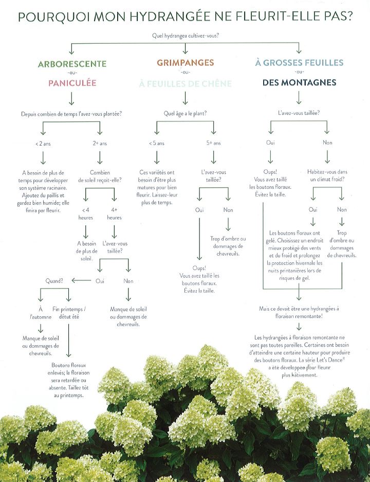 hydrangée qui ne fleurit pas