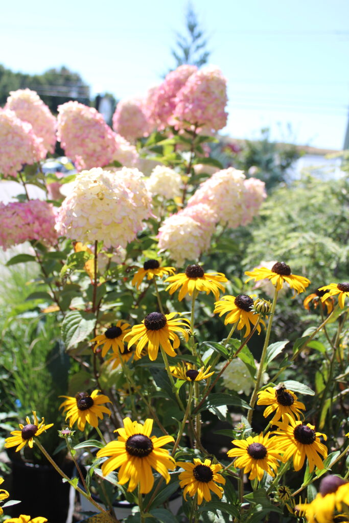 img 0654[1]