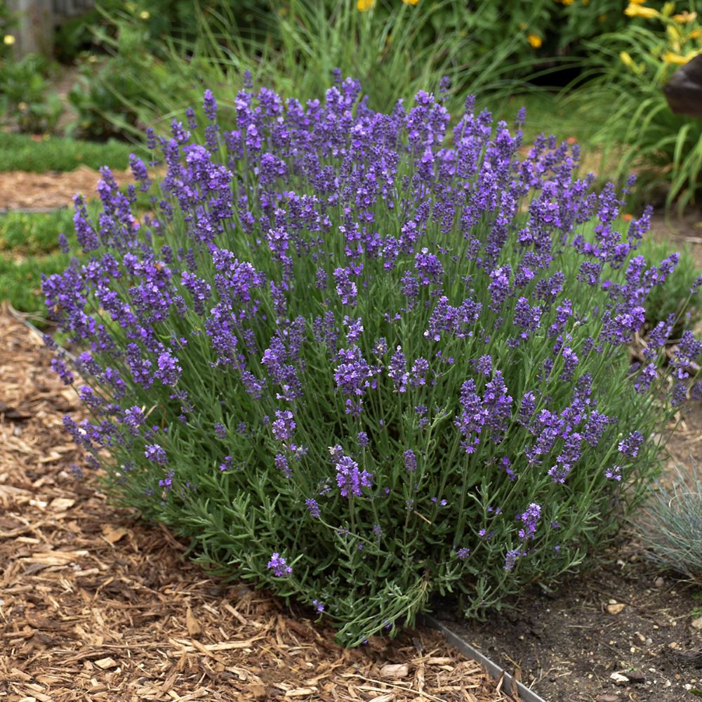 lavandula