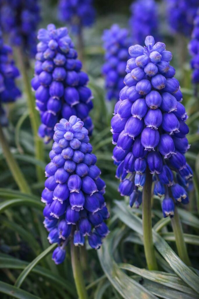 muscari