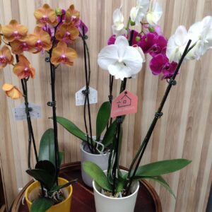 orchidée couleurs assortis