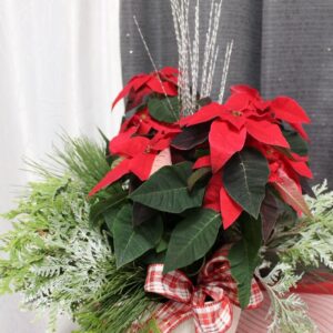 0 poinsettia 6 pouces