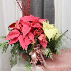 0 poinsettia 8 pouces