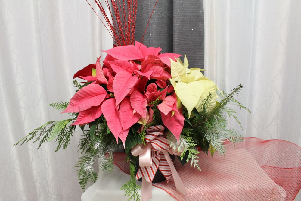 0 poinsettia 8 pouces