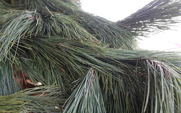 sapinage jardin de la passion