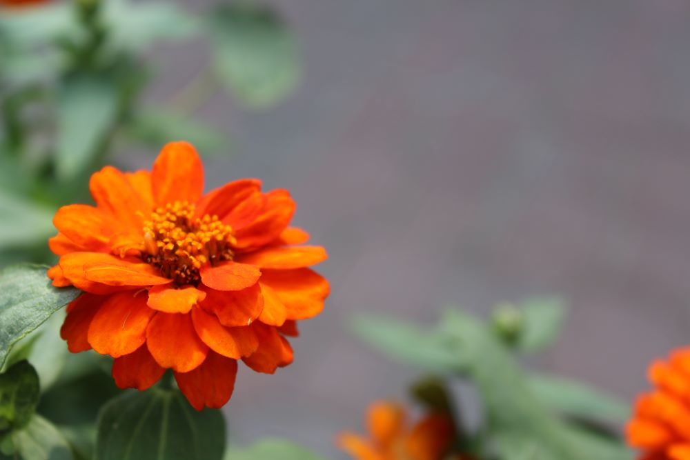 zinnia